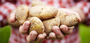 potatoes